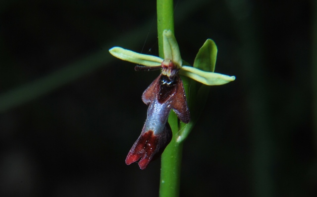 Ophrys insectifera